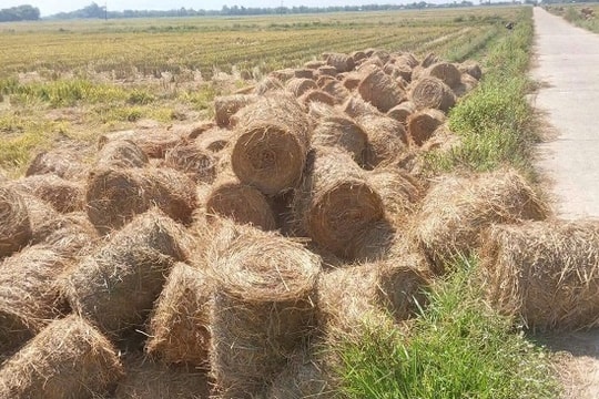 Từ rác thải thành tài nguyên: 'Kho báu' trong rơm rạ, vỏ trấu