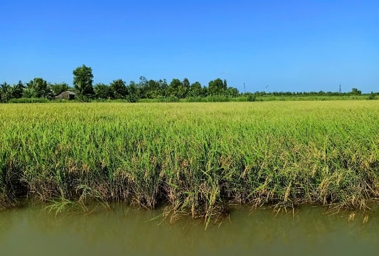 Giảm phát thải, tăng lợi nhuận từ trồng lúa ST24, ST25 trên đất tôm-lúa