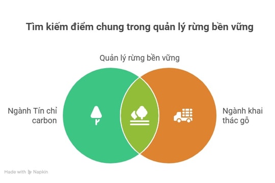 Tín chỉ carbon hôm nay (1.8): Ngành khai thác gỗ có thể 'cộng sinh' với tín chỉ carbon