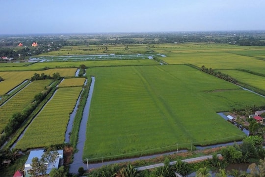 Cà Mau: Xây dựng thương hiệu lúa – tôm chất lượng cao