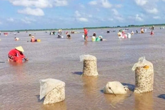 Cà Mau: Ổn định cuộc sống nhờ tham gia hợp tác xã