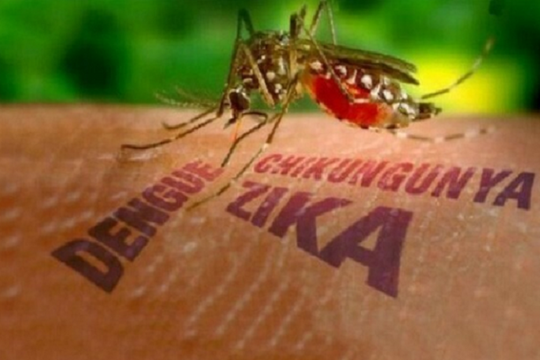 Bộ Y tế: Người dân về từ các quốc gia có bệnh Chikungunya phải theo dõi sức khỏe 12 ngày