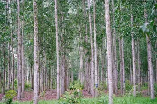 Tín chỉ carbon hôm nay (11.8): Tiềm năng từ rừng trồng keo Việt Nam
