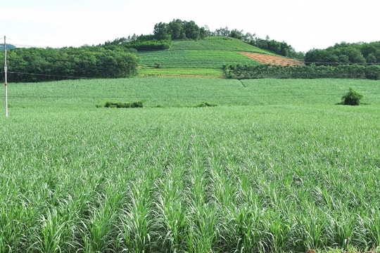 Tín chỉ carbon hôm nay (12.8): Cây mía sẽ giúp Việt Nam gặt 'trái ngọt'