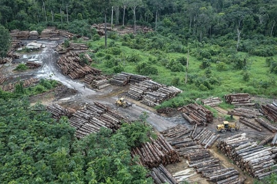 Tín chỉ carbon hôm nay (18.8): Dự án bảo vệ rừng bị tố liên quan tới... phá rừng