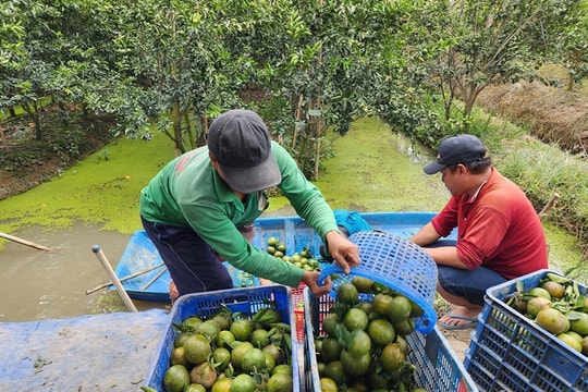Trồng cam sành ĐBSCL: Nông dân "khóc hết nước mắt" với giá 2-3.000 đồng/kg
