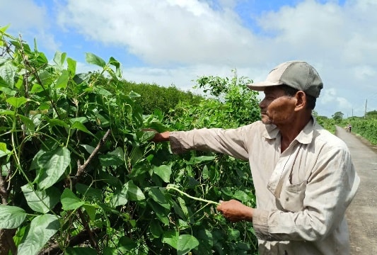 Cà Mau: Cuộc sống đồng bào dân tộc Khmer ngày càng nâng cao