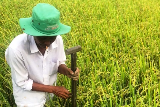 Nông dân An Giang đẩy mạnh hiện đại hóa nông nghiệp với mô hình lúa hữu cơ, bắp công nghệ cao