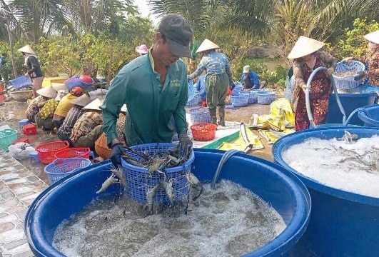 Nông dân Cà Mau thắng lớn vụ tôm càng xanh trên đất lúa - tôm