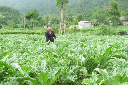 Thủ tướng yêu cầu đẩy mạnh phát triển nền y học cổ truyền Việt Nam