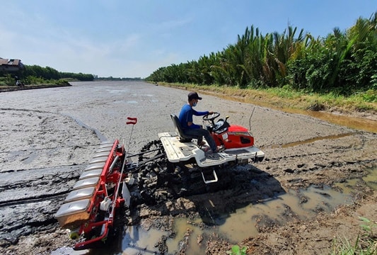 Cà Mau vào vụ sạ lúa trên đất nuôi tôm
