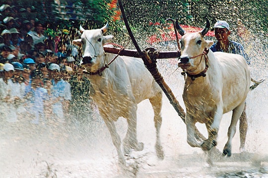 Lễ hội đua bò An Giang, nơi giao hòa thiên nhiên và văn hóa
