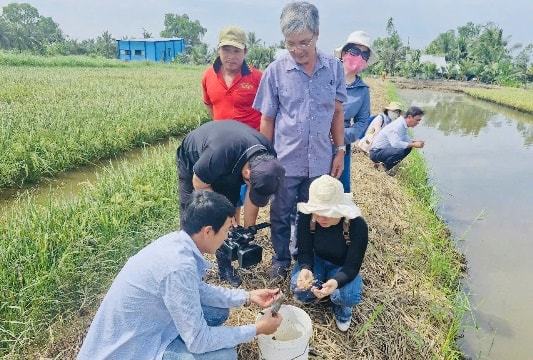 Cà Mau phát triển mô hình lúa - tôm theo chuỗi liên kết