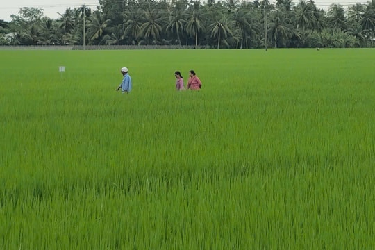 Cần Thơ: Triển khai dự án du lịch canh nông với thương hiệu gạo ST25
