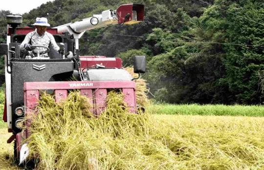 Nông dân Nhật tăng sản lượng lúa gạo bằng công nghệ