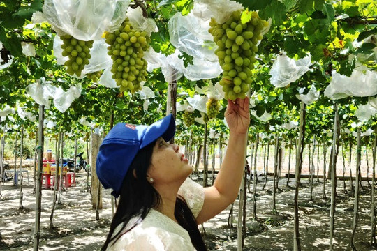 Vườn nho công nghệ cao ở An Giang: từ nông nghiệp đến du lịch sinh thái