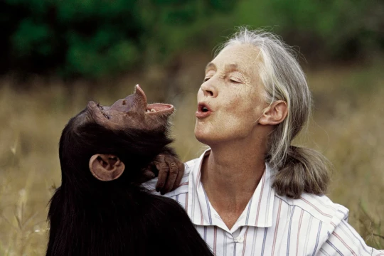 Cuộc đời và sự nghiệp của Jane Goodall - người thắp lửa hy vọng cho Trái đất vừa qua đời