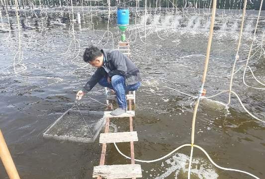 Cà Mau: Mở rộng mô hình nuôi tôm tuần hoàn ứng dụng công nghệ RAS-IMTA