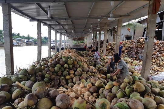 Vĩnh Long có kế hoạch phát triển mạnh các sản phẩm từ cây dừa