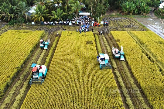 Công nghệ mới cho Đề án 1 triệu ha lúa chất lượng cao, phát thải thấp