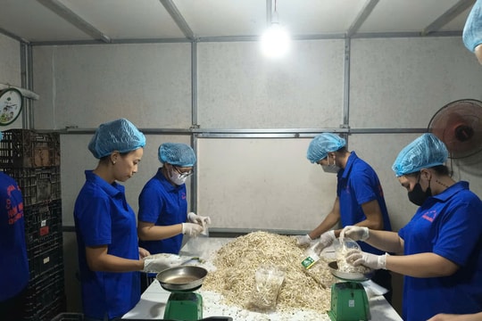 Cải tiến công nghệ và sản xuất xanh “Giá sạch Hồng Nhung”