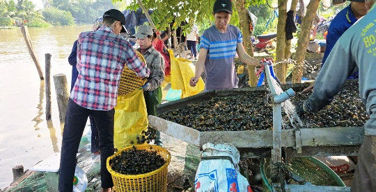 Độc đáo chợ ốc đồng tại kênh Mặc Cần Dưng