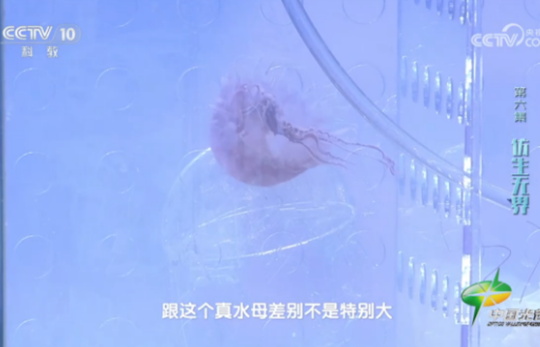 Sự thật về 'sứa AI' - bóng ma ẩn mình dưới nước của Trung Quốc