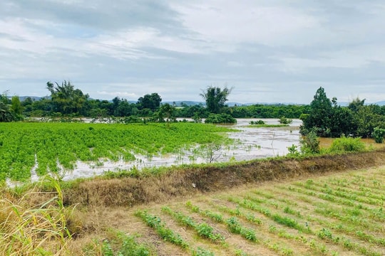 Đồng Nai yêu cầu hỗ trợ hàng trăm hộ dân bị ngập lụt