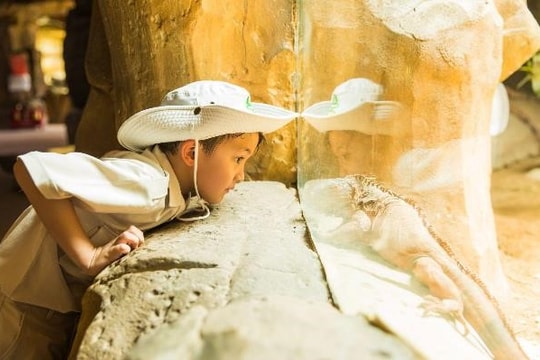 10 năm Vinpearl Safari Phú Quốc: Dấu ấn tiên phong của safari bán hoang dã đầu tiên tại Việt Nam