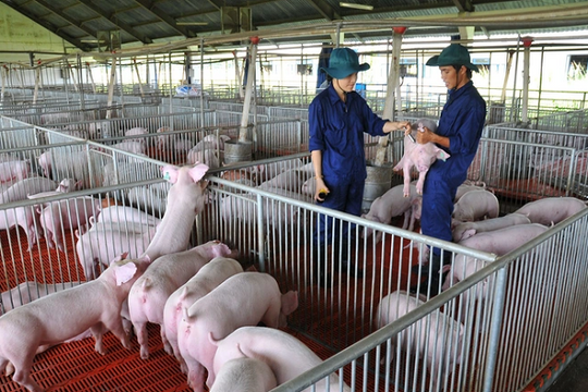 Giải mã 'lá chắn' giúp TP.HCM thành vùng xanh dịch bệnh động vật 2026