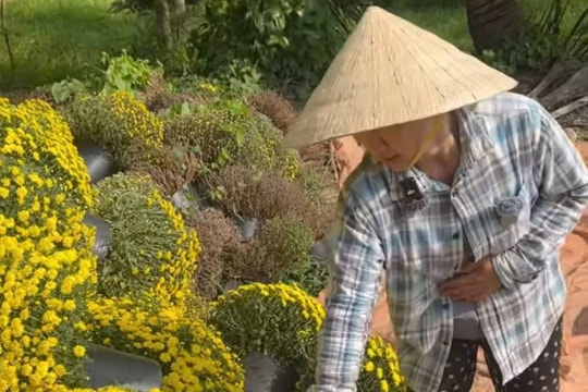 Cúc mâm xôi miền Tây nở sớm, mạng xã hội trở thành kênh bán hàng của nông dân