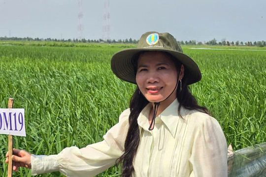 Viện Lúa ĐBSCL: sản xuất 7.000 tấn lúa giống mỗi năm, dùng drone gieo sạ