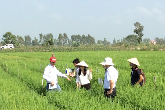 Hợp tác Đức – Thụy Sĩ - Việt Nam chống biến đổi khí hậu Đồng bằng sông Cửu Long