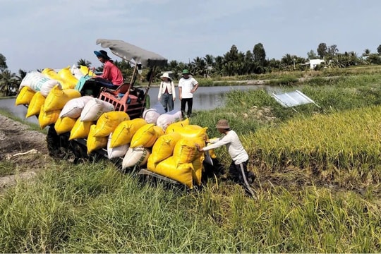 Mô hình tôm – lúa ở ĐBSCL: Triển vọng nhiều, thách thức lắm!
