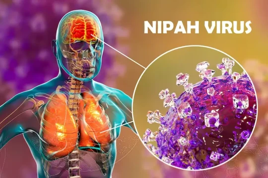 Bộ Y tế khuyến cáo khẩn về vi rút Nipah