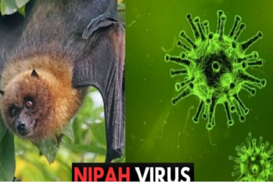 'Sát thủ' Nipah rình rập mâm cơm: Bộ Y tế báo động khẩn toàn quốc