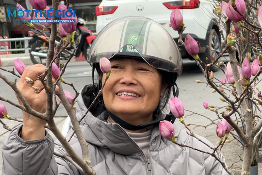 Tết về từ chợ hoa Quảng Bá: Sắc xuân nở rộ, mộc lan lên ngôi