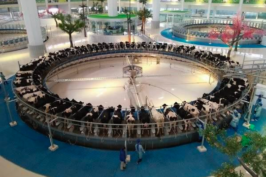 Tái chế phân chuồng: Minze mang giải pháp 'tỉ đô' đến SBV2026