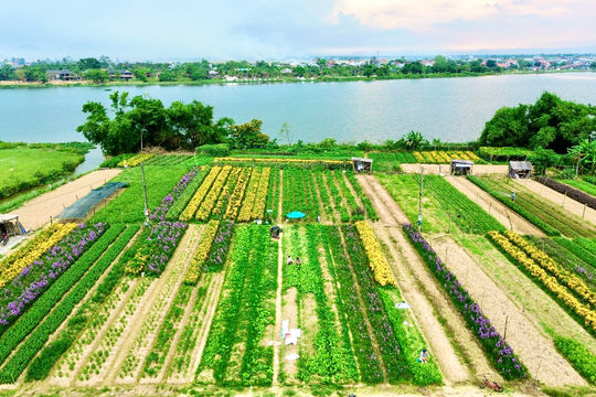 Canh trời giữ hoa, người Huế bước vào mùa Tết tất bật