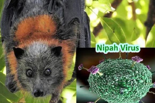 'Bóng ma' Nipah từ dơi ăn quả: ATTP thành tuyến phòng thủ y tế đầu tiên
