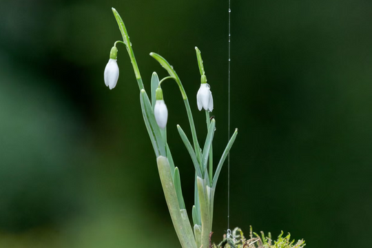 Nghệ thuật trồng cây kokedama của Nhật Bản: Mang 'phép màu' vào không gian sống