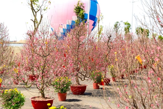 Mai, đào khoe sắc tại lễ hội chào xuân ở Cần Giờ