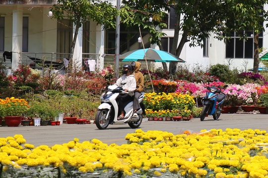 Hoa tết về phố, đánh thức mùa xuân