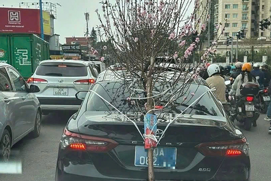 Tài xế xe biển xanh chở cành đào che biển số bị phạt 23 triệu đồng