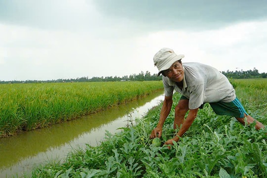 Dự án chống chịu biến đổi khí hậu mở hướng sinh kế bền vững cho người dân ĐBSCL