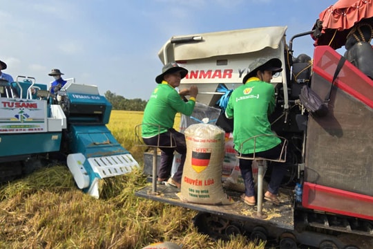Giá xăng dầu tăng 'phi mã', lợi nhuận nông dân ĐBSCL bị bào mòn
