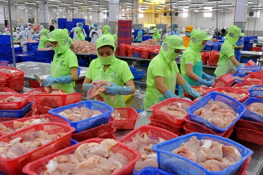 Doanh nghiệp xuất khẩu cá tra xoay xở bằng chiến lược đa tầng trước biến động Trung Đông