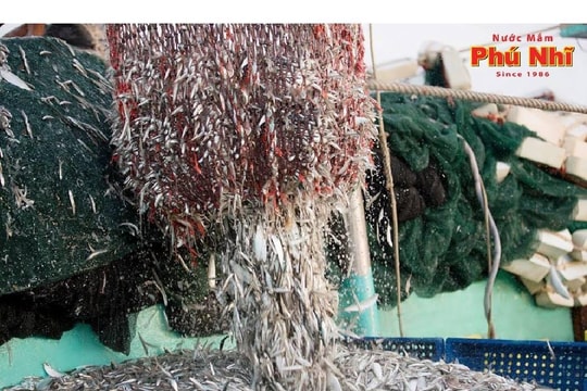 Nước mắm truyền thống SASCO - Bí quyết trăm năm từ làng nghề