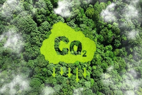 Minh bạch lưu trữ carbon: Nền tảng thị trường tín chỉ xanh