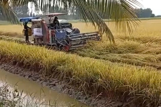 Quản lý dinh dưỡng chính xác giúp lúa ĐBSCL rẻ và sạch hơn